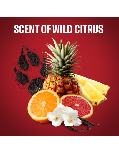 KAST 4 tk! Old Spice Wolfthorn Meeste Dušigeel...