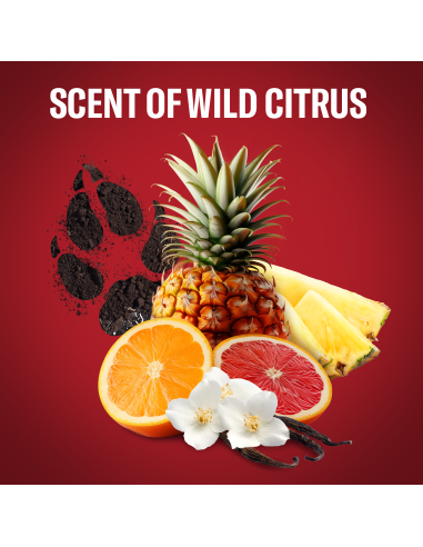 KAST 6 tk! Old Spice Wolfthorn Meeste...